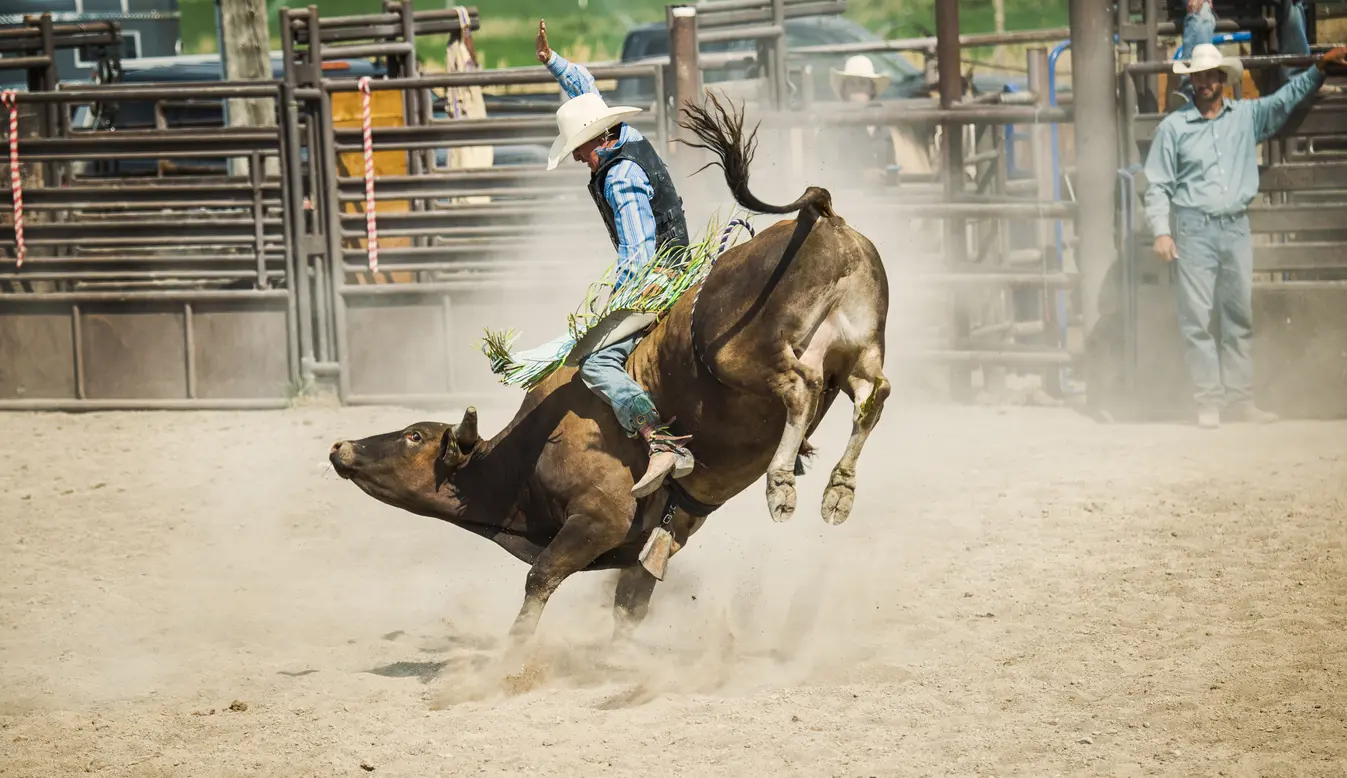 Serenity Bull Rider